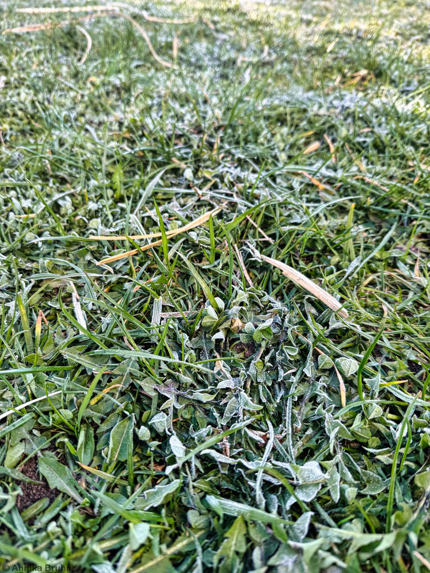 Brr Frost